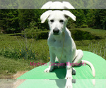 Small #1 German Shepherd Dog