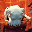 Small Photo #287 Dogo Argentino Puppy For Sale in JANE, MO, USA