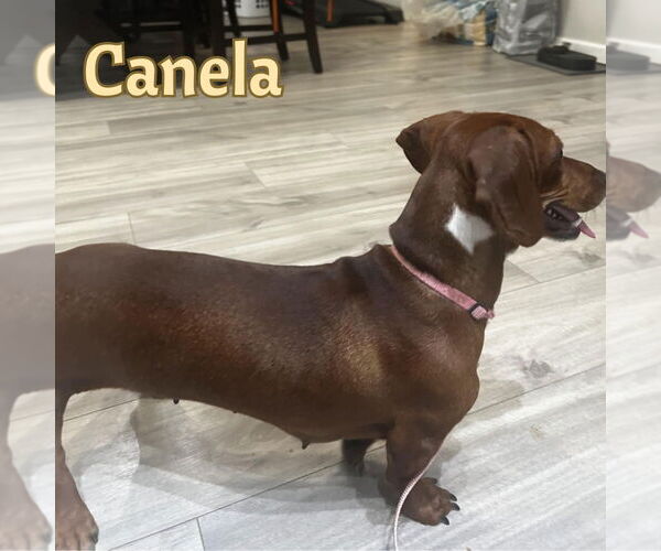 Medium Photo #7 Dachshund Puppy For Sale in San Antonio, TX, USA