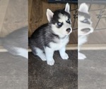 Small #12 Siberian Husky