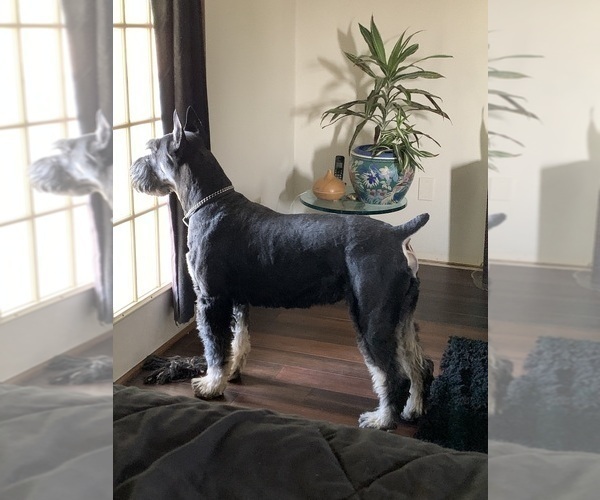 Medium Photo #12 Schnauzer (Giant) Puppy For Sale in DAYTON, OH, USA
