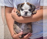Small #3 Bulldog