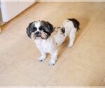 Small Photo #5 Shih Tzu Puppy For Sale in St. Louis Park, MN, USA