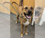 Small German Shepherd Dog Mix