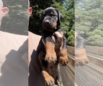 Small Photo #22 Doberman Pinscher Puppy For Sale in NEWTON, NC, USA