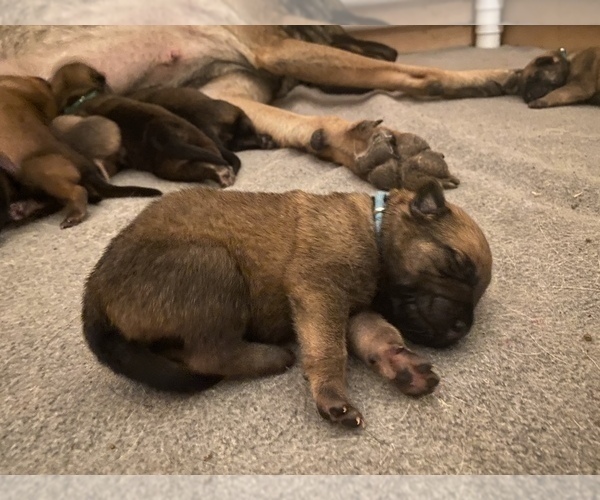 Medium Photo #2 Belgian Malinois Puppy For Sale in BARTLESVILLE, OK, USA