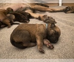 Small Photo #2 Belgian Malinois Puppy For Sale in BARTLESVILLE, OK, USA