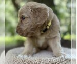 Small Photo #91 Goldendoodle Puppy For Sale in PIERSON, FL, USA