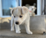 Puppy 4 Labrador Retriever-Siberian Husky Mix