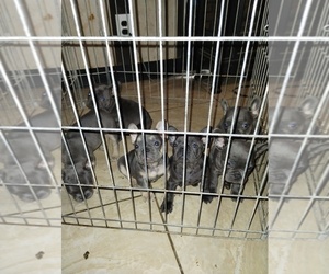 French Bulldog Puppy for sale in MODESTO, CA, USA