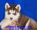 Small Photo #25 Siberian Husky Puppy For Sale in MANILLA, IA, USA