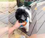 Small #1 Poodle (Standard)