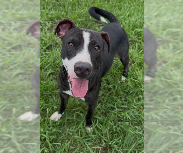Medium Photo #2 Mutt Puppy For Sale in Conroe, TX, USA