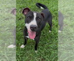 Small Photo #2 Mutt Puppy For Sale in Conroe, TX, USA