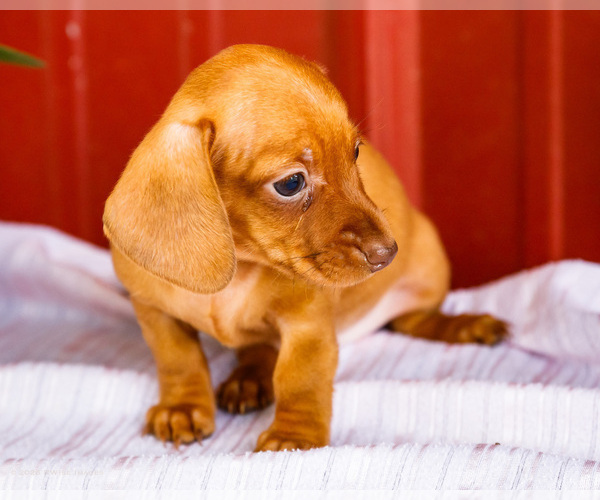 Medium Photo #36 Dachshund Puppy For Sale in WAKARUSA, IN, USA