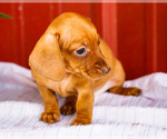 Small #7 Dachshund