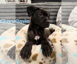 Small #2 Staffordshire Bull Terrier Mix
