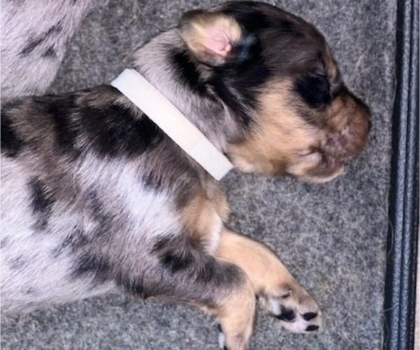 Medium Photo #12 Border Collie-Golden Retriever Mix Puppy For Sale in OVERLAND PARK, KS, USA