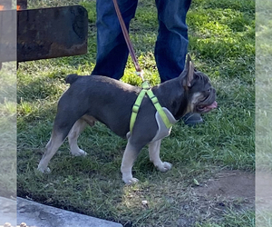 French Bulldog Puppy for sale in RIVERBANK, CA, USA