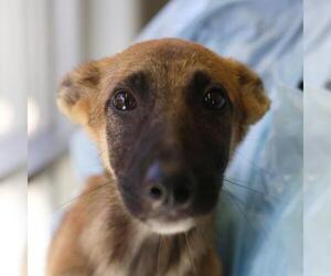 German Shepherd Dog-Unknown Mix Dogs for adoption in San Antonio, TX, USA