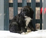 Small Photo #4 Bernedoodle-Poodle (Standard) Mix Puppy For Sale in EAST EARL, PA, USA