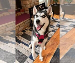 Siberian Husky Puppy for sale in PLAINFIELD, IL, USA