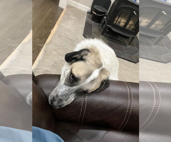 Medium Photo #5 Anatolian Shepherd Puppy For Sale in Higley, AZ, USA