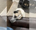 Small #4 Anatolian Shepherd