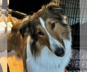 Collie Dogs for adoption in Dublin, OH, USA