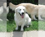 Small Photo #51 English Cream Golden Retriever Puppy For Sale in NORTHWOOD, OH, USA