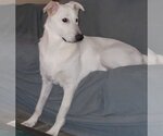 Small #8 Great Pyrenees Mix
