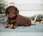 Puppy Pumpkin Dachshund