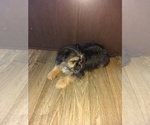 Small Photo #3 Shorkie Tzu Puppy For Sale in LAPEER, MI, USA