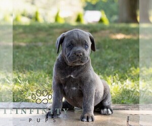 Cane Corso Puppy for sale in HONEY BROOK, PA, USA