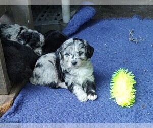Aussiedoodle Miniature  Puppy for sale in MARION, TX, USA