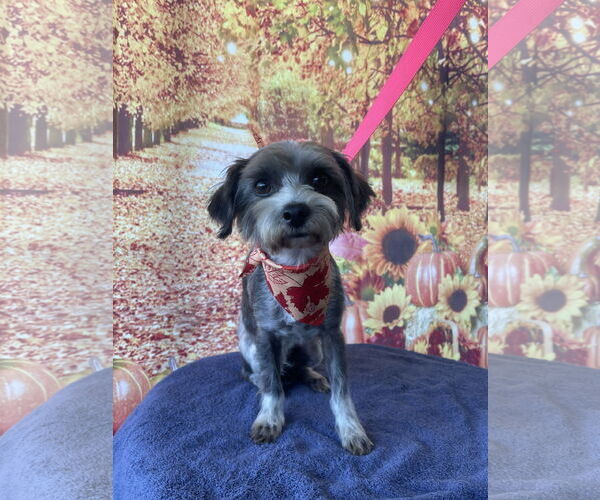 Medium Photo #1 Maltese-Unknown Mix Puppy For Sale in Newport Beach, CA, USA