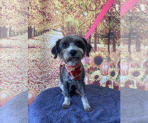 Maltese-Unknown Mix Dogs for adoption in Newport Beach, CA, USA