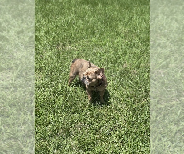 Medium Photo #1 French Bulldog Puppy For Sale in RICHARDS, TX, USA