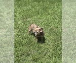 Small Photo #1 French Bulldog Puppy For Sale in RICHARDS, TX, USA