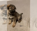 Small Photo #6 German Shepherd Dog Puppy For Sale in JOLIET, IL, USA
