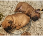 Small Photo #15 French Bulldog Puppy For Sale in CONCORDIA, KS, USA