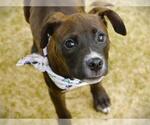 Small American Staffordshire Terrier Mix