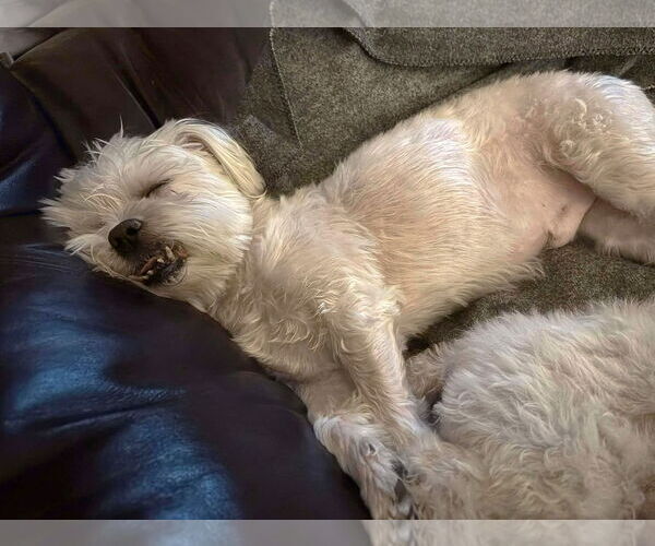 Medium Photo #22 Maltese Puppy For Sale in Boonton, NJ, USA