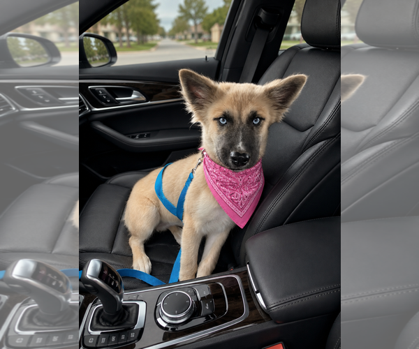 Medium Photo #3 Mutt Puppy For Sale in Euless, TX, USA
