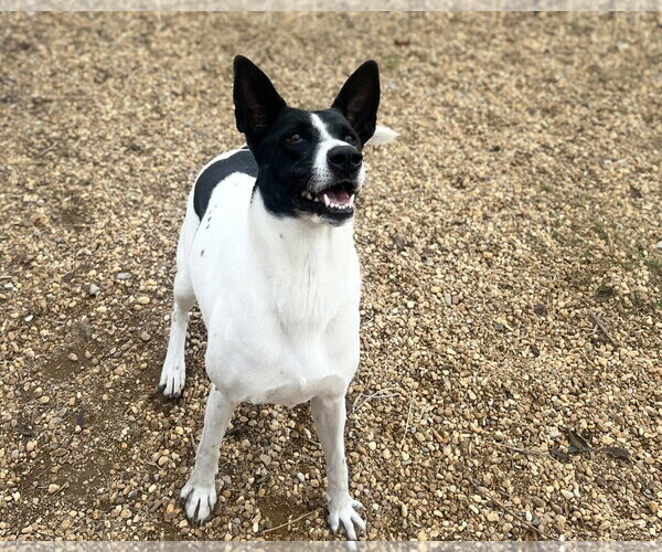 Medium Photo #9 Canaan Dog-Pointer Mix Puppy For Sale in Anniston, AL, USA