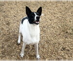 Small Photo #9 Canaan Dog-Pointer Mix Puppy For Sale in Anniston, AL, USA
