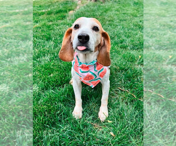 Medium Photo #9 Beagle Puppy For Sale in Evansville, IN, USA