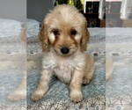 Small Photo #73 Goldendoodle (Miniature) Puppy For Sale in PENSACOLA, FL, USA