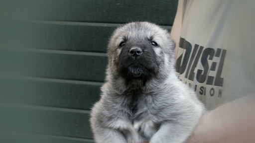 Medium Photo #1 Caucasian Shepherd Dog Puppy For Sale in BROOKLYN, NY, USA