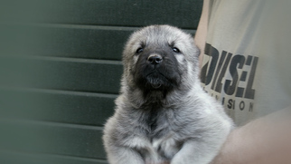 Caucasian Shepherd Dog Puppy for sale in BROOKLYN, NY, USA